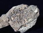 Pleurodictyum problematicum GOLDFUSS 1829 - Bild © FossNet FossilienStore
